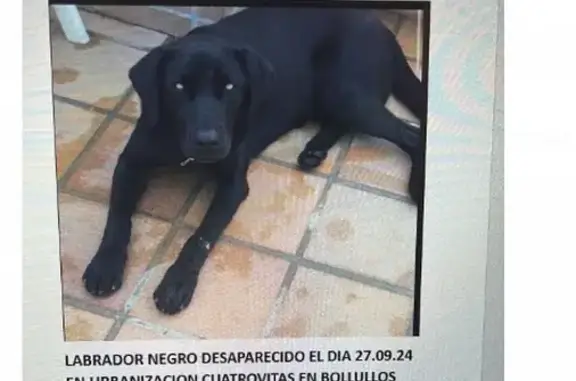 ¡Perro Perdido! Labrador Negro en Bollullos