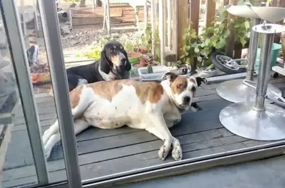 Chien perdu , photo : Deux chiens disparus à Espira-de-l'Agly