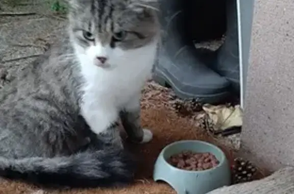 Chat trouvé Saint-Dié-des-Vosges, photo: Chat mâle non identifié trouvé à Saint-Dié