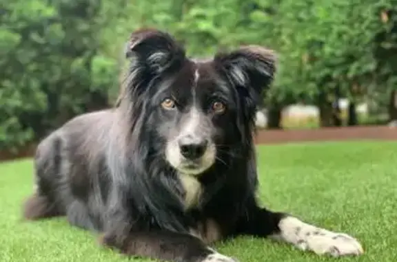 ¡Ayuda! Border Collie Perdida en Llanes