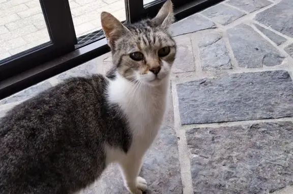 Animaux trouvés , photo: Chat trouvé, très affamé et affectueux