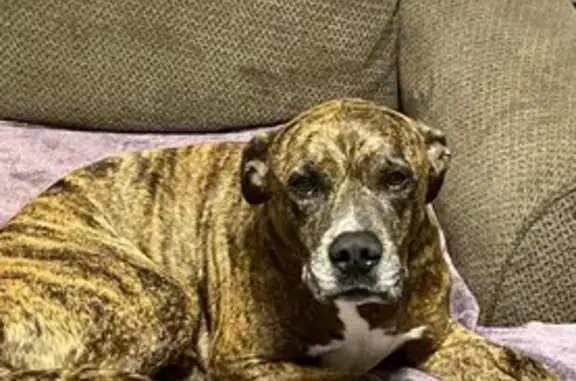 Missing Brindle Dog in Port Orange Area