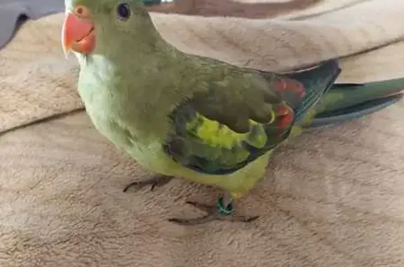 Lost Regent Parrot: Help Find Kiki in Perris