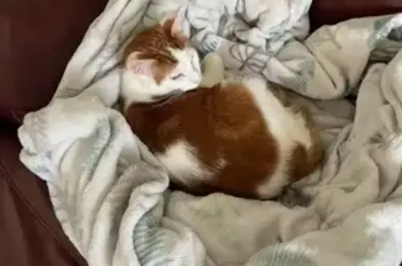 Lost Orange & White Cat - Hilldale Ave, Haverhill