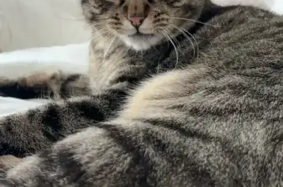 Animaux trouvés Le Péage-de-Roussillon, photo: Chat gris tigré perdu à Le Péage-de-Roussillon