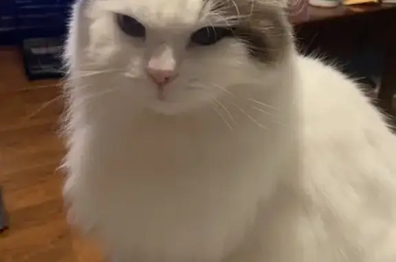 Missing Seal-Point Ragdoll Cat: Mochi