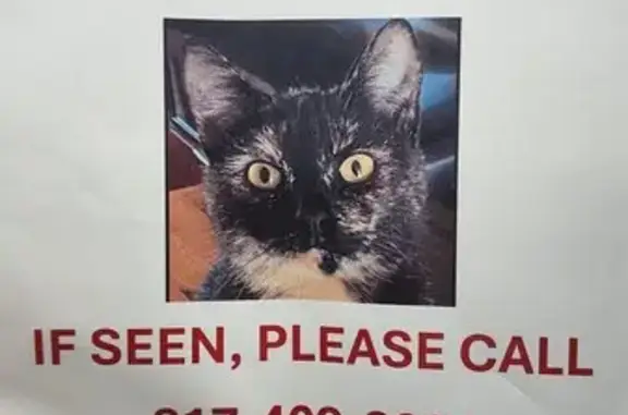 Lost Tortie Cat: Help Find Her on Emerson Ave