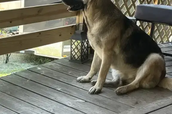 Lost Female German Shepherd - Sevierville