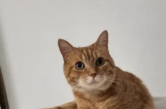 Animaux perdus Bègles, photo: Chat roux perdu, 4 ans, Bègles, Chemin Barbedegat