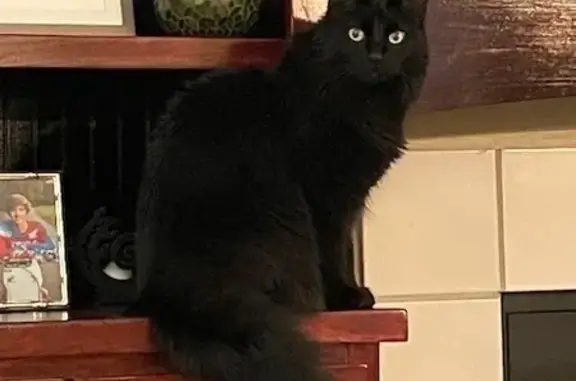 Missing Black Cat: Medium Hair, Microchipped