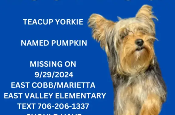 Lost Teacup Yorkie 'Pumpkin' in Marietta