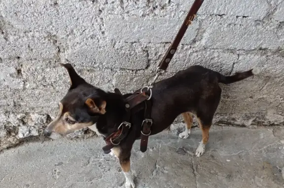 Perro Atropellado en Santa Marta Acatitla, CDMX