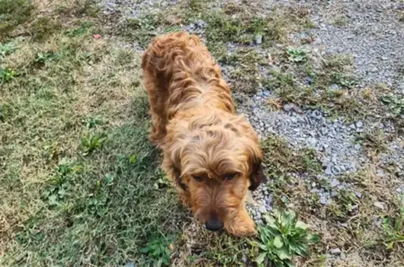 Found: Friendly Red Terrier on Longview Dr SE