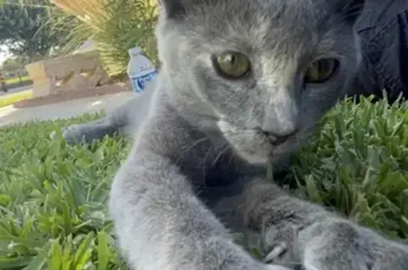 Missing Gray Kitten: West Ave H4, Lancaster