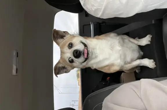 Found Friendly Beagle/Corgi Mix on NW Blvd