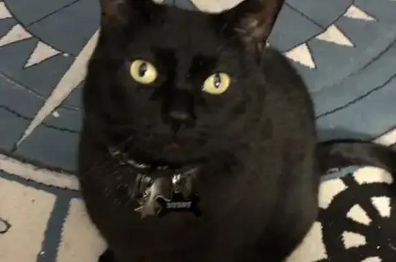 Lost Cat Buddy - Black with White Patch, Naples