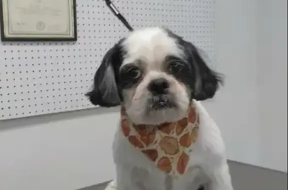 Missing Shih Tzu: Rhett, 13, Black & White