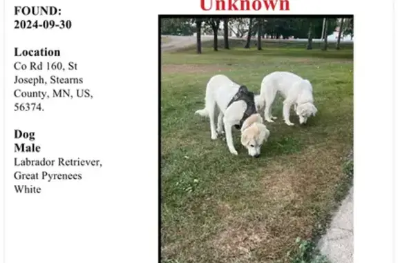 Found: Labrador-Great Pyrenees Mix Pair