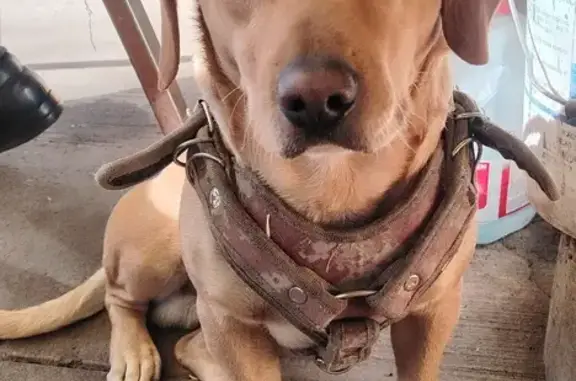 ¡Perro Perdido! Mestizo Café, 2 Años, CDMX