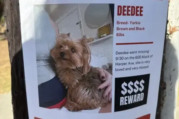 Lost Skittish Yorkie, 6, on Melrose Ave, LA