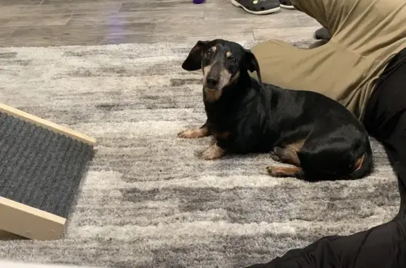 Lost Dachshund, Black/Tan, 14 yrs, Spring Valley