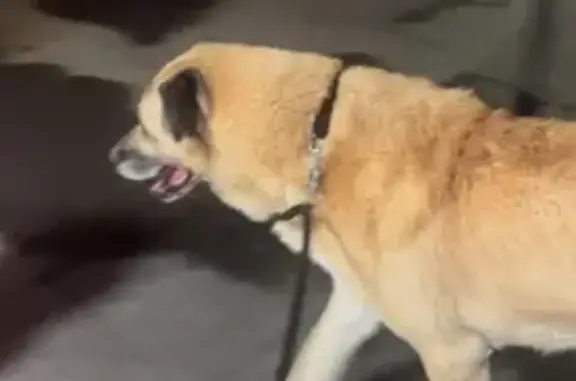 Kangal trouvé sans collier à Bobigny - photo