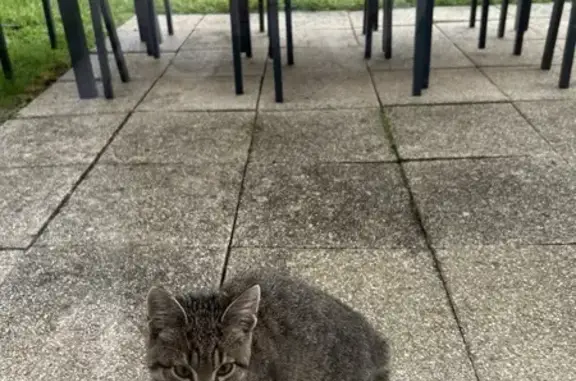 Chat tigré mâle cherche refuge urgent - photo