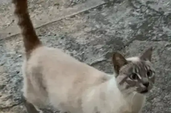 Chat trouvé , photo: Chat mâle crème trouvé à Sceaux-du-Gâtinais