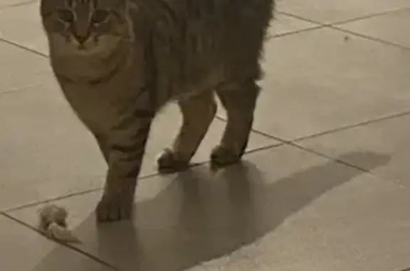 Chat perdu, Chantraine, photo: Chatte tigrée 6 mois disparue à Chantraine