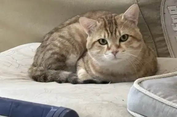 Chat mâle beige roux trouvé Allée des Cartonniers - photo