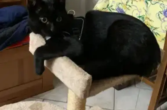 Animaux perdus , photo: Chat noir disparu, Noa, Rue des Mésanges, Biarritz