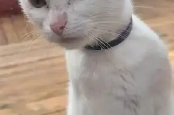 Petite chatte blanche trouvée à Quintin - photo