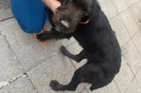 Caniche-Griffon trouvé, déposé à la clinique - photo