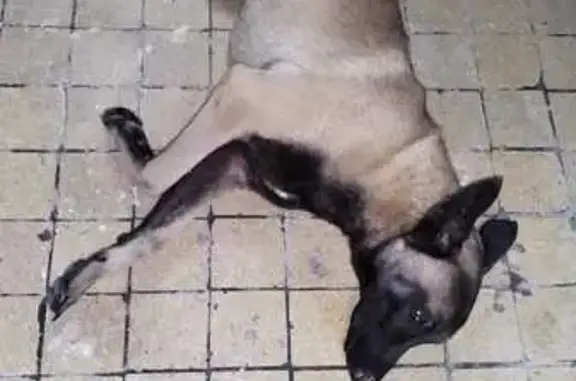 Chien Malinois fauve 2 ans trouvé à La Cerlangue - photo