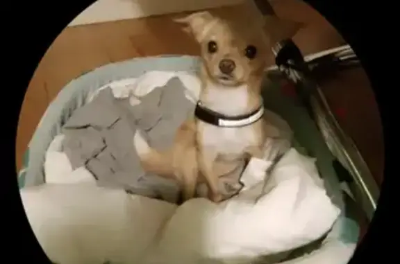 Chien perdu Paris, photo : Chihuahua beige perdu: Tina, Av. Adrien Hebrard