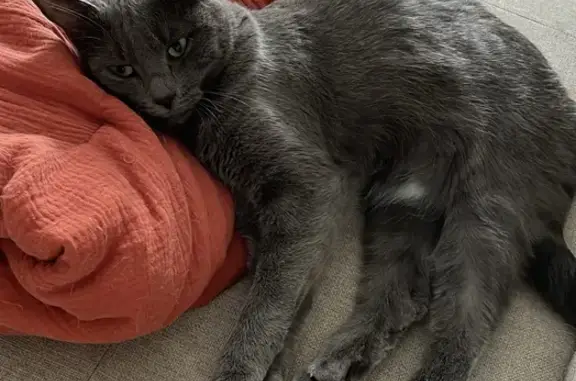 Animaux perdus Châteauroux, photo: Chatte grise perdue à Châteauroux