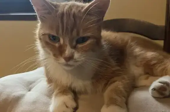 Chat perdu, Fay-aux-Loges, photo: Chat disparu : Tiroux, 10 ans, Fay-aux-Loges