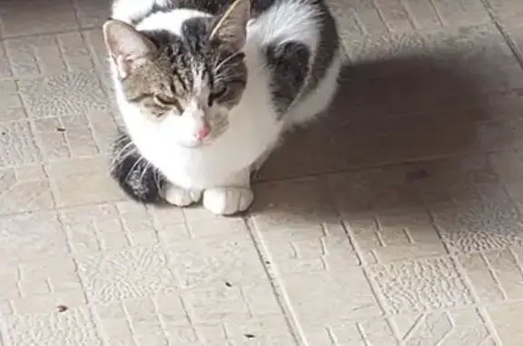 Chat Affamé Trouvé Sous Préau à Benet - photo