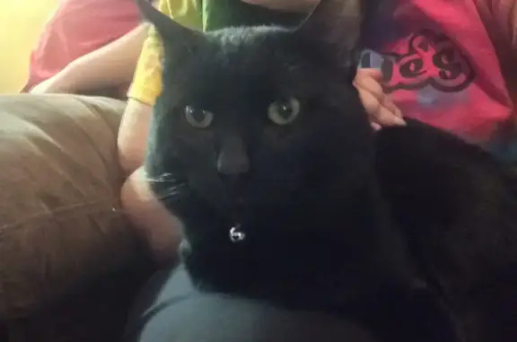 Missing Black Cat on Murner Road, Gaylord