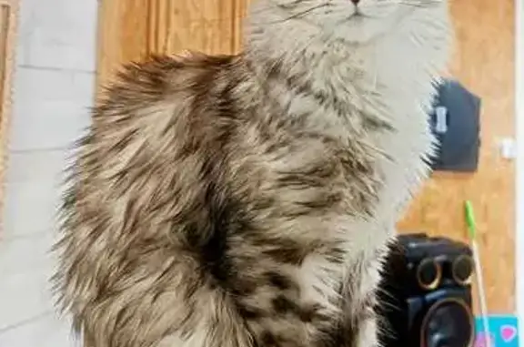 Chatte Maine Coon grise/blanche perdue à Neuville - photo