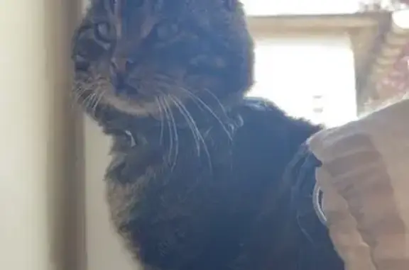 Animaux perdus Avesnelles, photo: Chat tigré disparu à Avesnelles