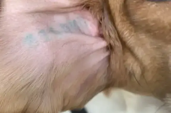 Chien à vendre par un SDF à Paris - photo