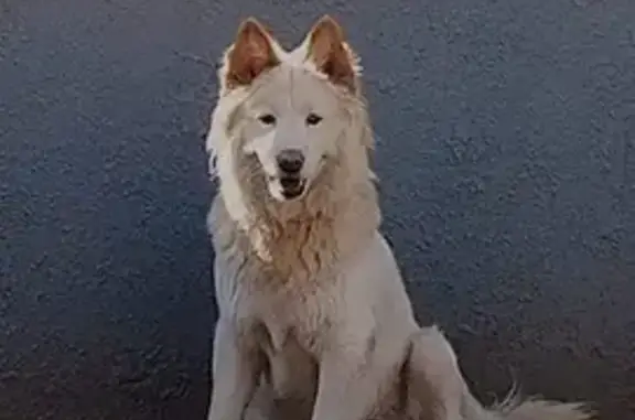 Lost White Chow Mix - Injured, Pink Nose