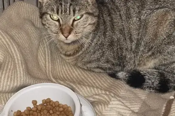 Chat perdu, Bidart, photo: Chatte tigrée disparue à Bidart, Avenue Plateau