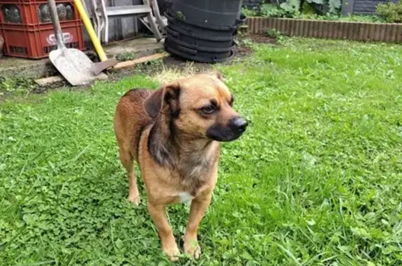 Chien marron clair/noir trouvé à Bruay-sur-l'Escaut - photo
