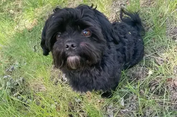 Reward for Missing Shih-Tzu: Mr. Bear, $500