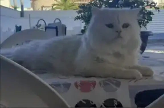 Gato Persa Blanco Robado en Terrassa