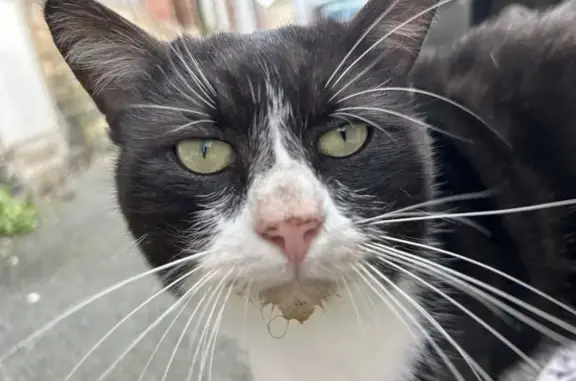 Chat mâle noir et blanc trouvé, Rue Diderot, 46 - photo
