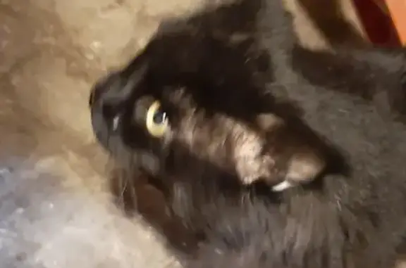 Chat noir trouvé dans cave, Rue Ampère 24 - photo