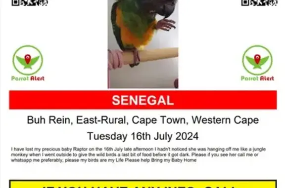 Help Find Lost Senegal Parrot...